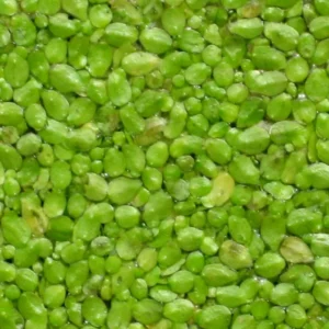 Small Duckweed Live Plants for Aquarium, 6000 Plants, Live Duckweed Plants, Aquarium Plants Live, Aquarium Plant Duckweed Plant, Easy to Plant