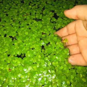 Small Duckweed Live Plants for Aquarium, 6000 Plants, Live Duckweed Plants, Aquarium Plants Live, Aquarium Plant Duckweed Plant, Easy to Plant