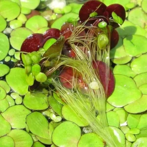 Small Duckweed Live Plants for Aquarium, 6000 Plants, Live Duckweed Plants, Aquarium Plants Live, Aquarium Plant Duckweed Plant, Easy to Plant