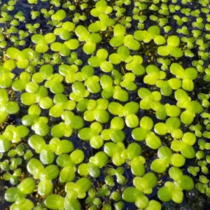 Small Duckweed Live Plants for Aquarium, 2000 Plants, Live Duckweed Plants, Aquarium Plants Live, Aquarium Plant Duckweed Plant, Easy to Plant