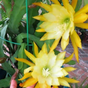Yellow Epiphyllum Orchid Cactus Cutting, 8 to 10 Inc Tall, Epiphyllum Orchid Cactus Plant Live, Live Epiphyllum Orchid Cactus Plant