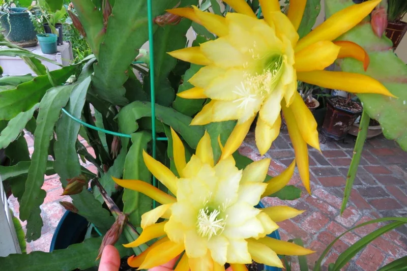 Yellow Epiphyllum Orchid Cactus Cutting, 8 to 10 Inc Tall, Epiphyllum Orchid Cactus Plant Live, Live Epiphyllum Orchid Cactus Plant