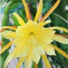 Yellow Epiphyllum Orchid Cactus Cutting, 8 to 10 Inc Tall, Epiphyllum Orchid Cactus Plant Live, Live Epiphyllum Orchid Cactus Plant