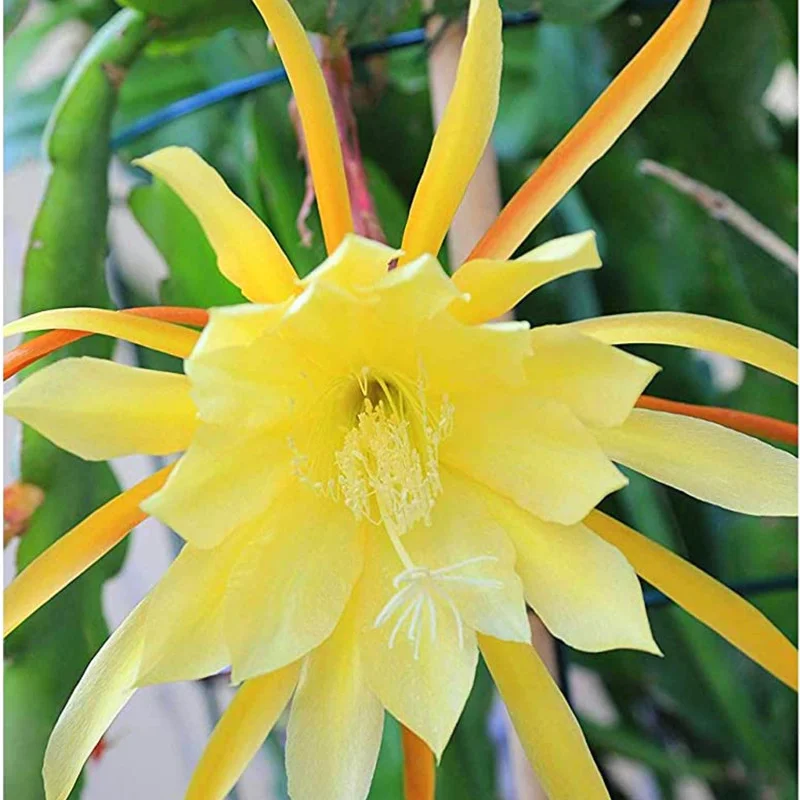 Yellow Epiphyllum Orchid Cactus Cutting, 8 to 10 Inc Tall, Epiphyllum Orchid Cactus Plant Live, Live Epiphyllum Orchid Cactus Plant
