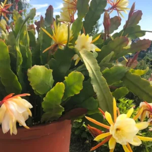 Yellow Epiphyllum Orchid Cactus Cutting, 8 to 10 Inc Tall, Epiphyllum Orchid Cactus Plant Live, Live Epiphyllum Orchid Cactus Plant