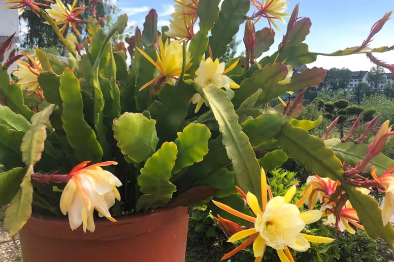 Yellow Epiphyllum Orchid Cactus Cutting, 8 to 10 Inc Tall, Epiphyllum Orchid Cactus Plant Live, Live Epiphyllum Orchid Cactus Plant