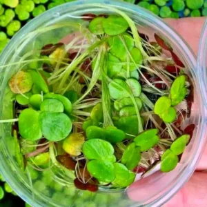 Small Duckweed Live Plants for Aquarium, 2000 Plants, Live Duckweed Plants, Aquarium Plants Live, Aquarium Plant Duckweed Plant, Easy to Plant
