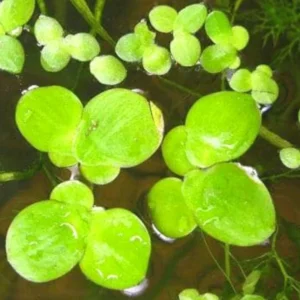 Small Duckweed Live Plants for Aquarium, 2000 Plants, Live Duckweed Plants, Aquarium Plants Live, Aquarium Plant Duckweed Plant, Easy to Plant