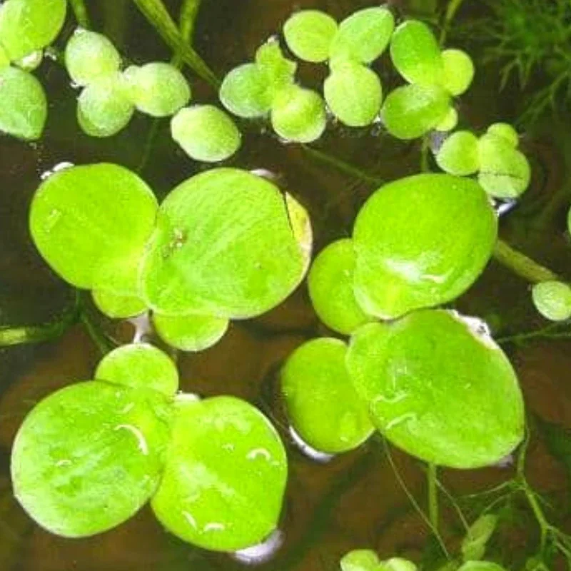 Small Duckweed Live Plants for Aquarium, 2000 Plants, Live Duckweed Plants, Aquarium Plants Live, Aquarium Plant Duckweed Plant, Easy to Plant
