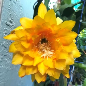 Yellow Epiphyllum Orchid Cactus Cutting, 8 to 10 Inc Tall, Epiphyllum Orchid Cactus Plant Live, Live Epiphyllum Orchid Cactus Plant