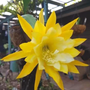 Epiphyllum Orchid Cactus Cutting, Yellow Epiphyllum Orchid Cactus Plant Live, 12 to 14 Inc Tall, Live Epiphyllum Orchid Cactus Plant
