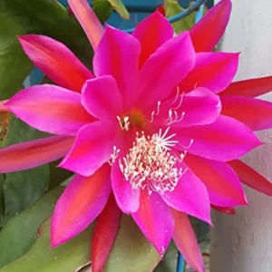 Pink Epiphyllum Orchid Cactus Cutting, 10 to 12 Inc Tall, Epiphyllum Orchid Cactus Plant Live, Live Epiphyllum Orchid Cactus Plant