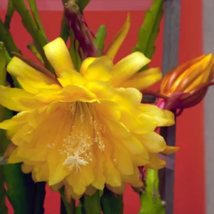 Epiphyllum Orchid Cactus Cutting, Yellow Epiphyllum Orchid Cactus Plant Live, 12 to 14 Inc Tall, Live Epiphyllum Orchid Cactus Plant