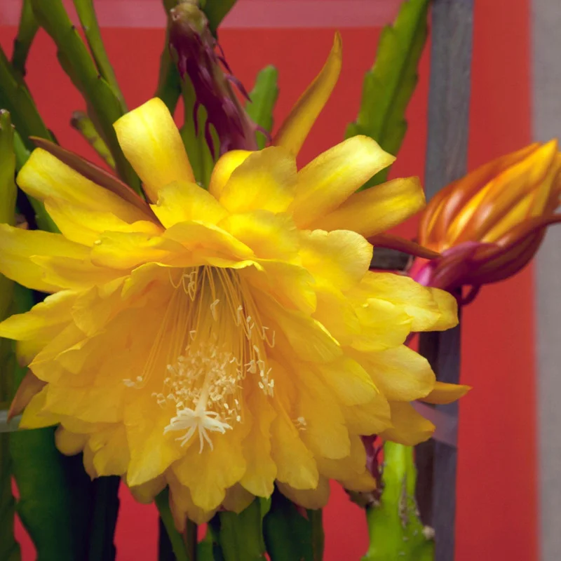 Epiphyllum Orchid Cactus Cutting, Yellow Epiphyllum Orchid Cactus Plant Live, 12 to 14 Inc Tall, Live Epiphyllum Orchid Cactus Plant