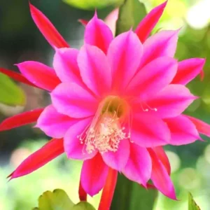 Pink Epiphyllum Orchid Cactus Cutting, 10 to 12 Inc Tall, Epiphyllum Orchid Cactus Plant Live, Live Epiphyllum Orchid Cactus Plant