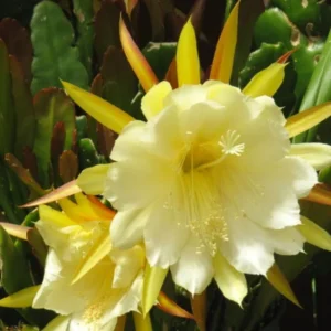 Epiphyllum Orchid Cactus Cutting, Yellow Epiphyllum Orchid Cactus Plant Live, 12 to 14 Inc Tall, Live Epiphyllum Orchid Cactus Plant