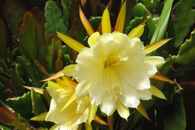 Epiphyllum Orchid Cactus Cutting, Yellow Epiphyllum Orchid Cactus Plant Live, 12 to 14 Inc Tall, Live Epiphyllum Orchid Cactus Plant