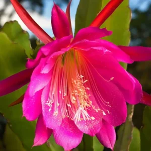 Epiphyllum Orchid Cactus Cutting, Pink Epiphyllum Orchid Cactus Plant Live, 10 to 12 Inc Tall, Live Epiphyllum Orchid Cactus Plant