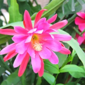 2 Pink Epiphyllum Orchid Cactus Cuttings, 10 to 12 Inc Tall, Epiphyllum Orchid Cactus Plant Live, Live Epiphyllum Orchid Cactus Plant