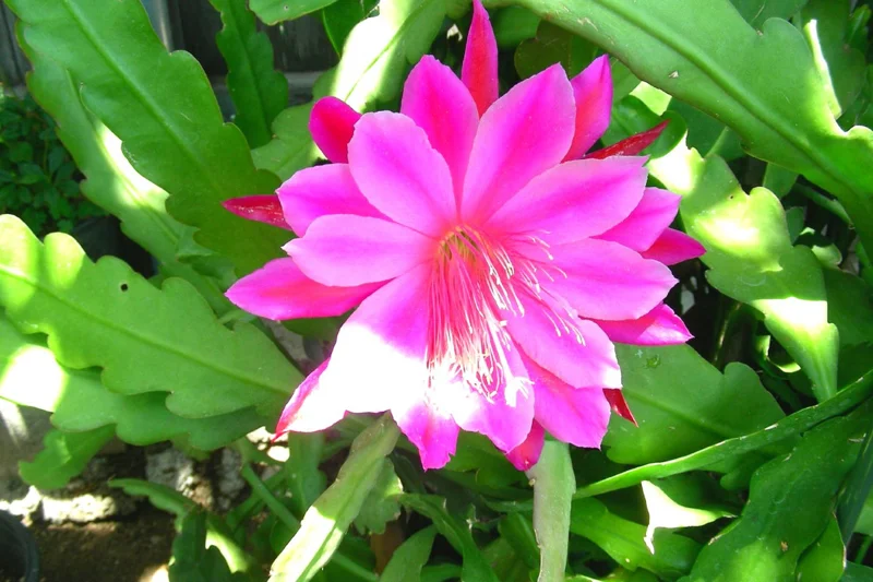 Epiphyllum Orchid Cactus Cutting, Pink Epiphyllum Orchid Cactus Plant Live, 10 to 12 Inc Tall, Live Epiphyllum Orchid Cactus Plant