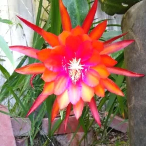 Orange Epiphyllum Orchid Cactus Cutting, 10 to 12 Inc Tall, Epiphyllum Orchid Cactus Plant Live, Live Epiphyllum Orchid Cactus Plant