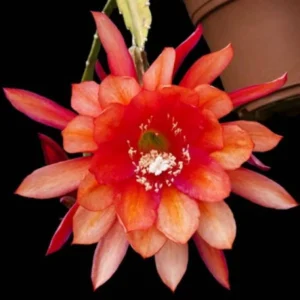 Epiphyllum Orchid Cactus Cutting, Orange Epiphyllum Orchid Cactus Plant Live, 10 to 12 Inc Tall, Live Epiphyllum Orchid Cactus Plant