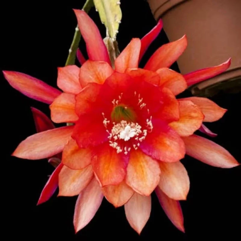 Epiphyllum Orchid Cactus Cutting, Orange Epiphyllum Orchid Cactus Plant Live, 10 to 12 Inc Tall, Live Epiphyllum Orchid Cactus Plant