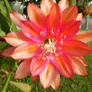 Epiphyllum Orchid Cactus Cutting, Orange Epiphyllum Orchid Cactus Plant Live, 10 to 12 Inc Tall, Live Epiphyllum Orchid Cactus Plant