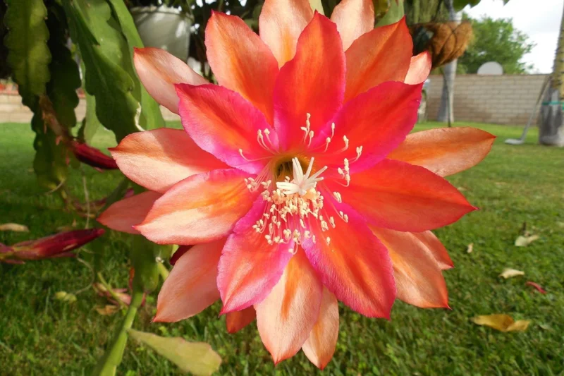 Epiphyllum Orchid Cactus Cutting, Orange Epiphyllum Orchid Cactus Plant Live, 10 to 12 Inc Tall, Live Epiphyllum Orchid Cactus Plant