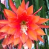 Orange Epiphyllum Orchid Cactus Cutting, 10 to 12 Inc Tall, Epiphyllum Orchid Cactus Plant Live, Live Epiphyllum Orchid Cactus Plant