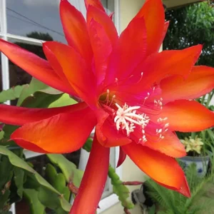 Orange Epiphyllum Orchid Cactus Cutting, 10 to 12 Inc Tall, Epiphyllum Orchid Cactus Plant Live, Live Epiphyllum Orchid Cactus Plant