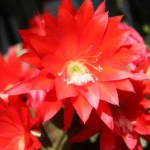 Red Epiphyllum Orchid Cactus Cutting, 10 to 12 Inc Tall, Epiphyllum Orchid Cactus Plant Live, Live Epiphyllum Orchid Cactus Plant
