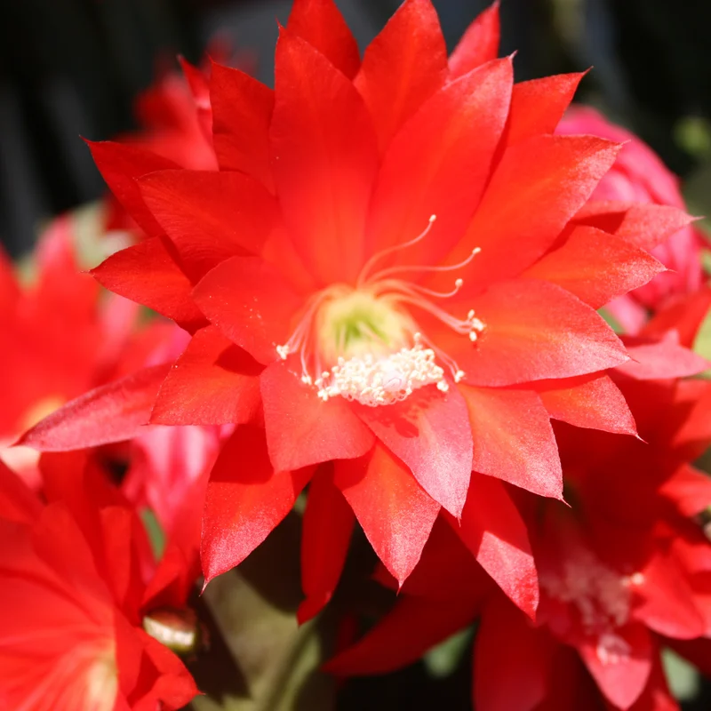 Red Epiphyllum Orchid Cactus Cutting, 10 to 12 Inc Tall, Epiphyllum Orchid Cactus Plant Live, Live Epiphyllum Orchid Cactus Plant