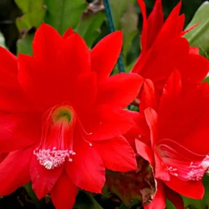 Epiphyllum Orchid Cactus Cutting, Red Epiphyllum Orchid Cactus Plant Live, 10 to 12 Inc Tall, Live Epiphyllum Orchid Cactus Plant
