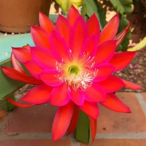 Epiphyllum Orchid Cactus Cutting, Red Epiphyllum Orchid Cactus Plant Live, 10 to 12 Inc Tall, Live Epiphyllum Orchid Cactus Plant