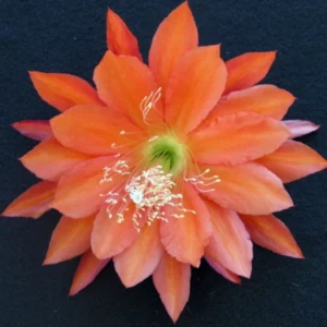 2 Orange Epiphyllum Orchid Cactus Cuttings, 10 to 12 Inc Tall, Epiphyllum Orchid Cactus Plant Live, Live Epiphyllum Orchid Cactus Plant