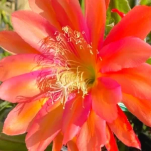 2 Orange Epiphyllum Orchid Cactus Cuttings, 10 to 12 Inc Tall, Epiphyllum Orchid Cactus Plant Live, Live Epiphyllum Orchid Cactus Plant