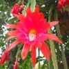 2 Red Epiphyllum Orchid Cactus Cuttings, 10 to 12 Inc Tall, Epiphyllum Orchid Cactus Plant Live, Live Epiphyllum Orchid Cactus Plant