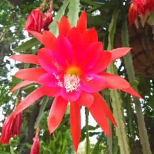 2 Red Epiphyllum Orchid Cactus Cuttings, 10 to 12 Inc Tall, Epiphyllum Orchid Cactus Plant Live, Live Epiphyllum Orchid Cactus Plant