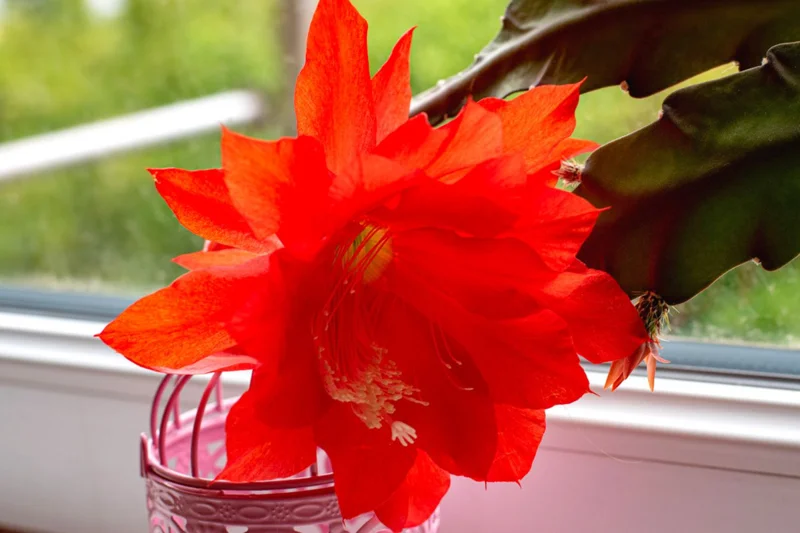 2 Red Epiphyllum Orchid Cactus Cuttings, 10 to 12 Inc Tall, Epiphyllum Orchid Cactus Plant Live, Live Epiphyllum Orchid Cactus Plant