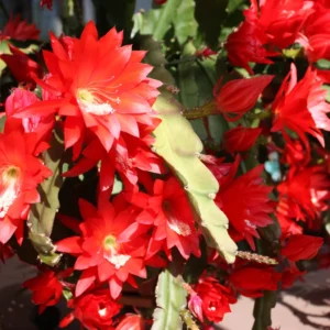 Red Epiphyllum Orchid Cactus Cutting, 10 to 12 Inc Tall, Epiphyllum Orchid Cactus Plant Live, Live Epiphyllum Orchid Cactus Plant