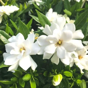 2 Cape Jasmine Starter Live Plants, 7 to 10 Inc Tall, Gardenia Plant, Frost Proof Jasmine Plants, Blooming Jasmine Plants Live, Jasmine Live Plant