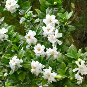 2 Cape Jasmine Starter Live Plants, 7 to 10 Inc Tall, Gardenia Plant, Frost Proof Jasmine Plants, Blooming Jasmine Plants Live, Jasmine Live Plant