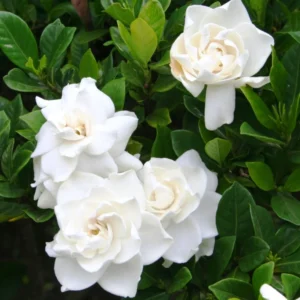 2 Jasmine Plants Live, Cape Jasmine Starter Live Plants, 7 to 10 Inc Tall, Blooming Jasmine Plants Live, Gardenia Plants, Frost Proof Plant