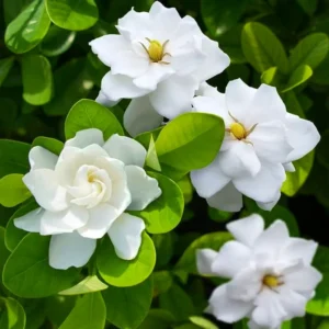 3 Jasmine Plants Live, Cape Jasmine Starter Live Plants, 7 to 10 Inc Tall, Blooming Jasmine Plants Live, Gardenia Plants, Frost Proof Plant
