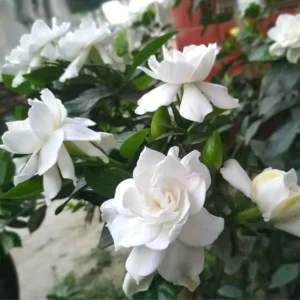 3 Jasmine Plants Live, Cape Jasmine Starter Live Plants, 7 to 10 Inc Tall, Blooming Jasmine Plants Live, Gardenia Plants, Frost Proof Plant