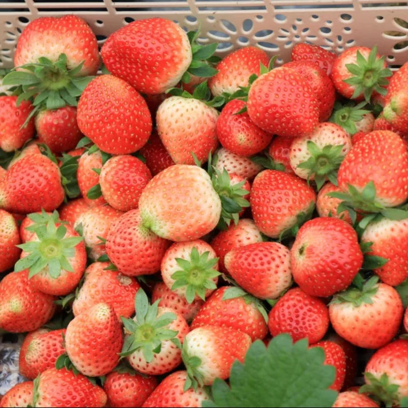 Fort Laramie Everbearing Strawberry 50 Bare Root Plants - Hardiest Everbearer Strawberry Bareroots for Planting