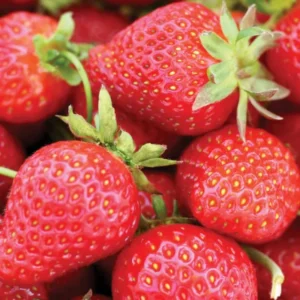 Fort Laramie Everbearing Strawberry 25 Bare Root Plants - Hardiest Everbearer Strawberry Bareroots for Planting