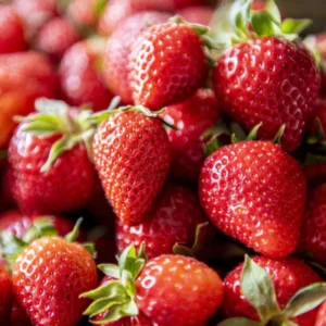 Fort Laramie Everbearing Strawberry 25 Bare Root Plants - Hardiest Everbearer Strawberry Bareroots for Planting