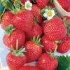 Honeoye Strawberry 10 Bare Root Plants - Extremely Hardy June-Bearing Strawberry Bareroots for Planting